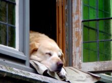 Casas para perro