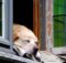 Casas para perro