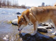 Bebederos para perro