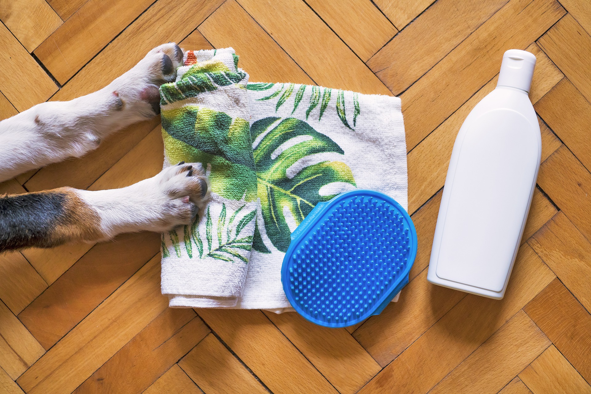 Guía para bañar al perro