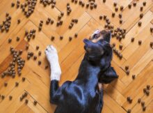 Alimento para perros