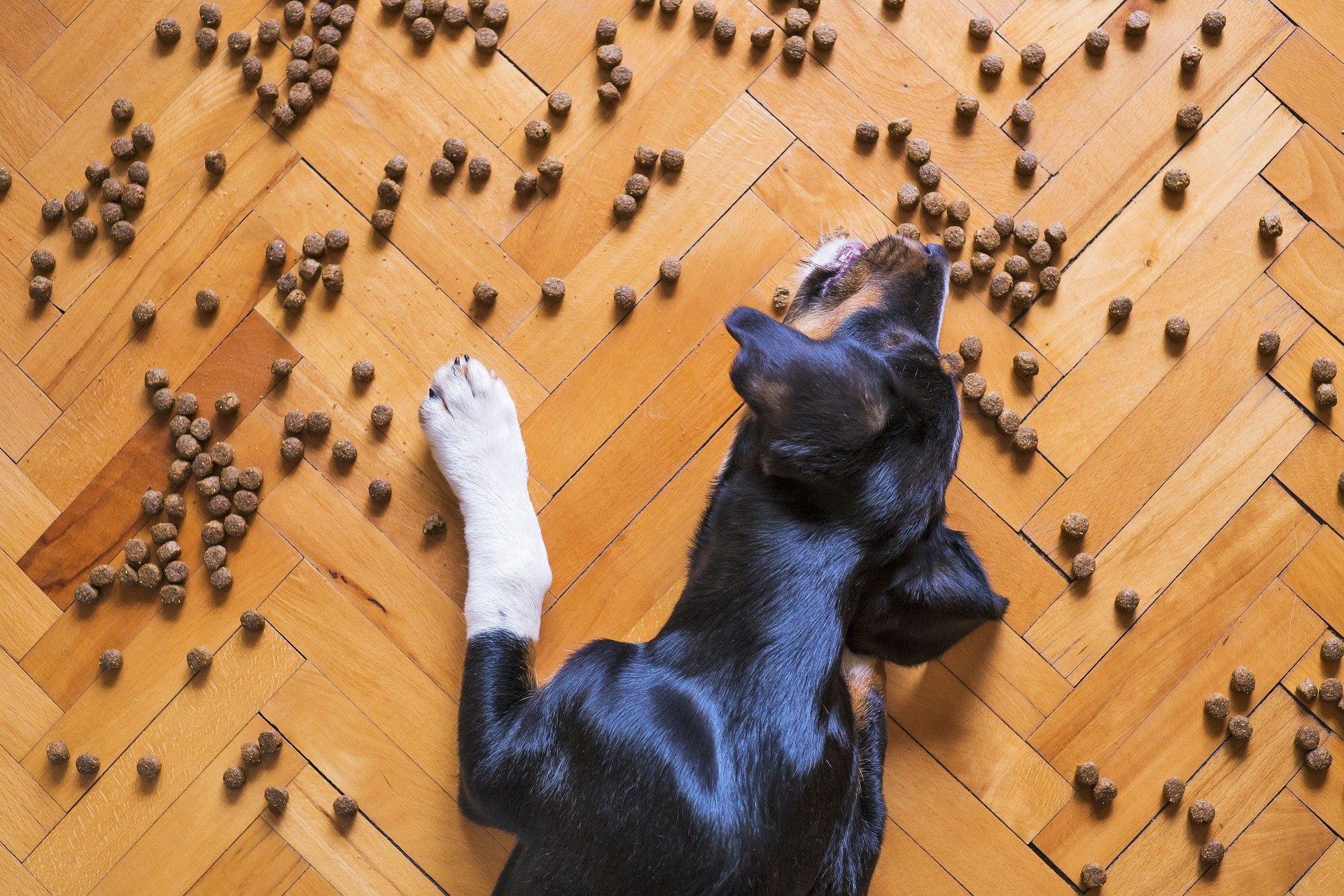 Alimento para perros