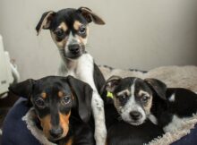 camas para perro