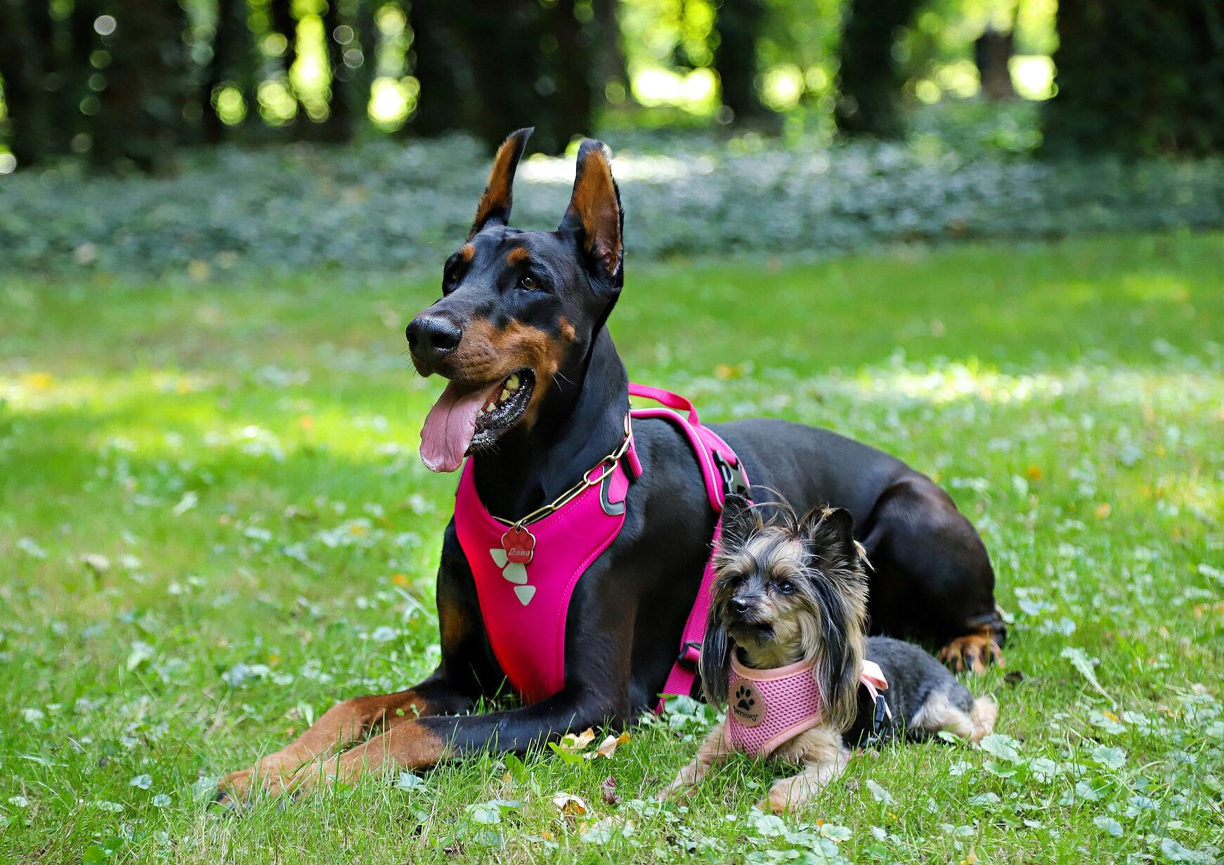 Pecheras para perro
