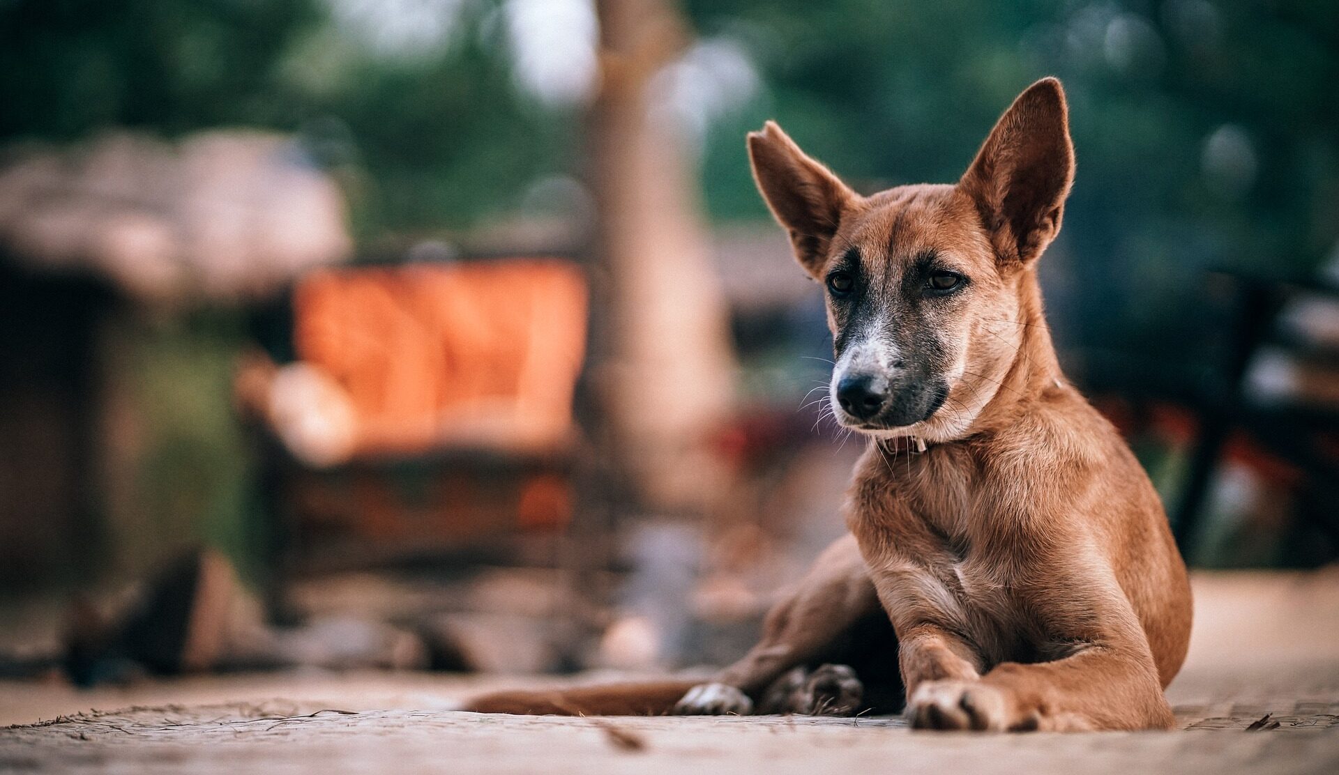 Adoptar un perro