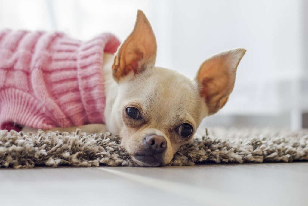 Ropa para perro 2