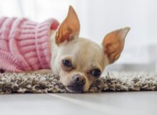 Ropa para perro 2