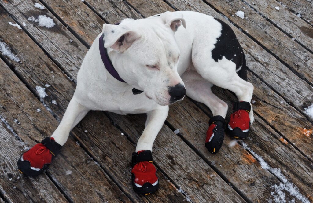 Ropa para perros