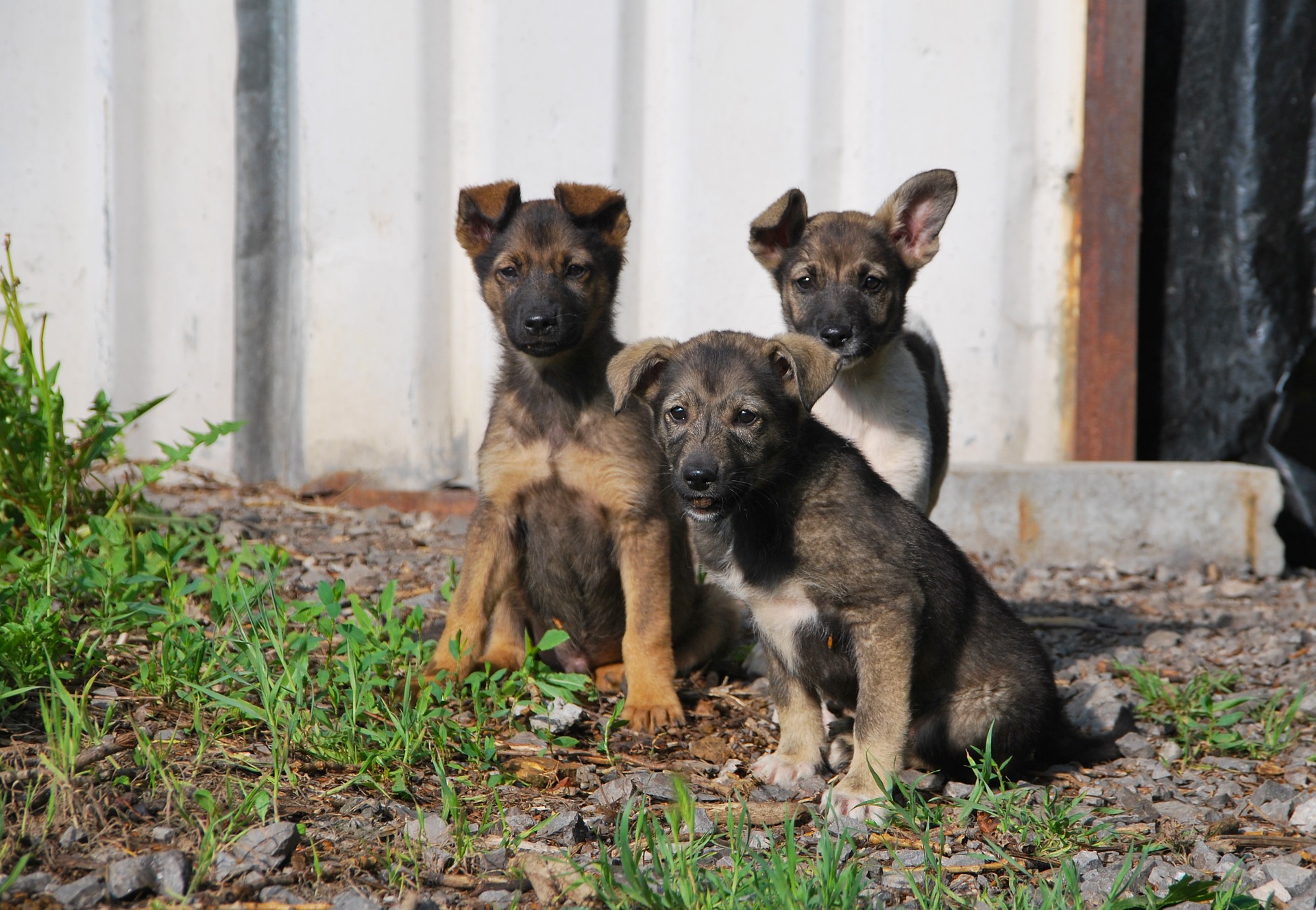 Adopción de perros