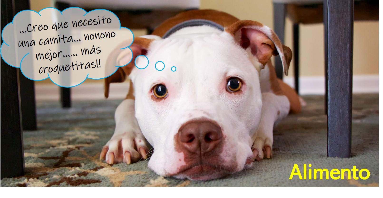 Croquetas para perro, Alimento para perro