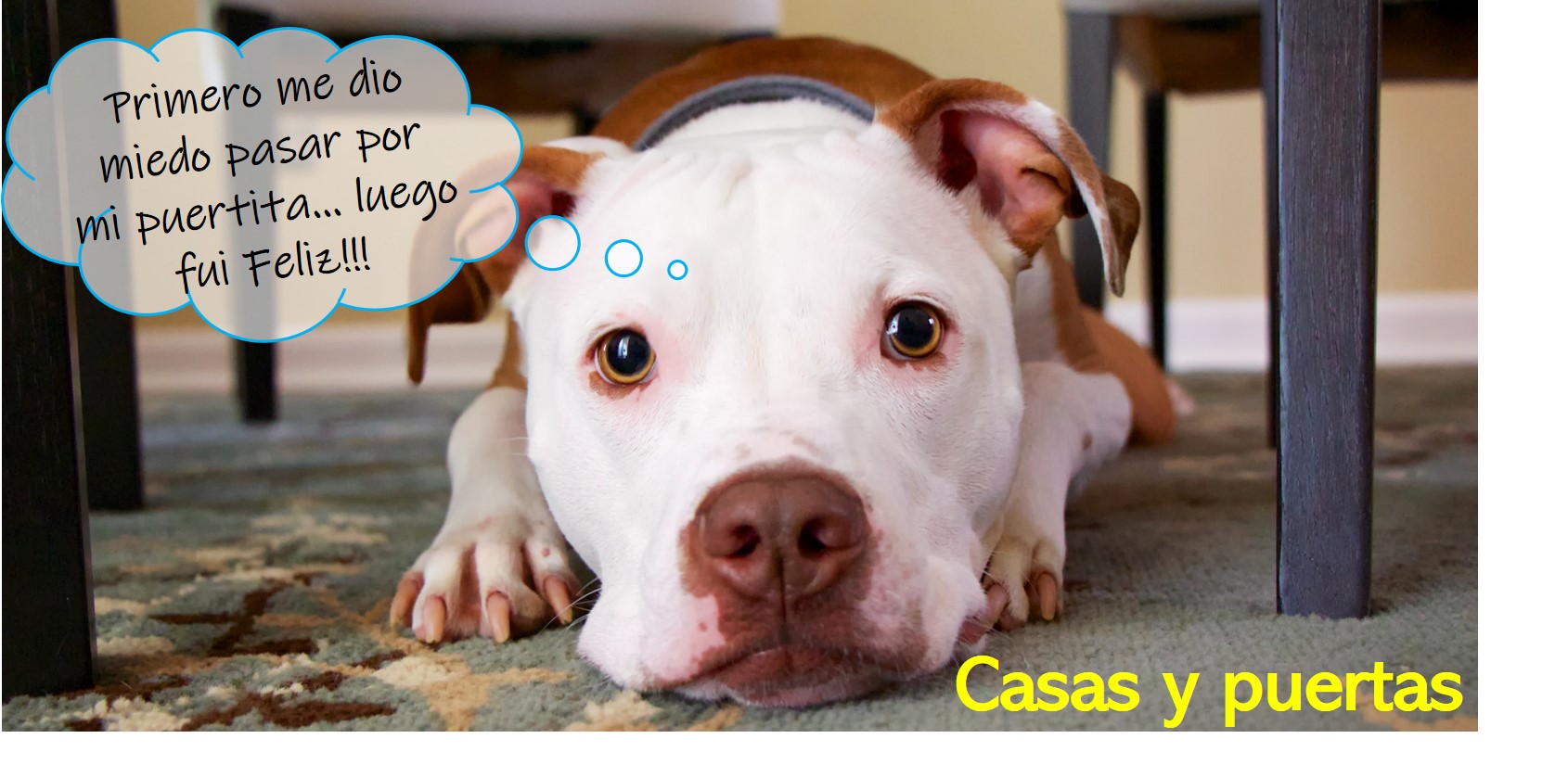 casa para perros, casas para perros, puertas para perro, rejas para perro