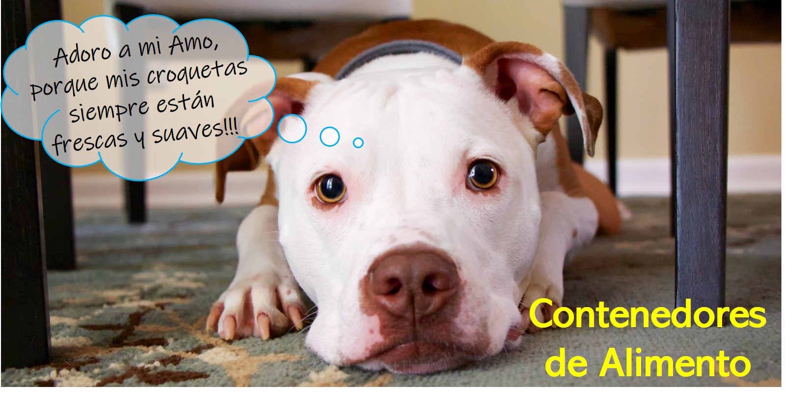 Contenedor de Alimento para perro, contenedores de croquetas