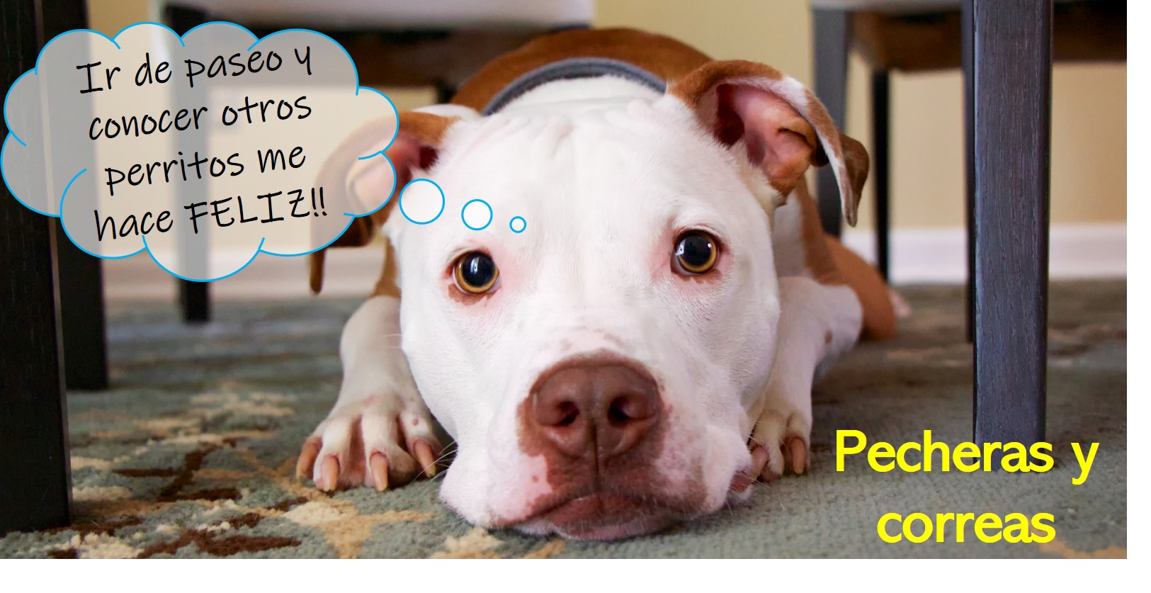 Pecheras para perro, correas para perro, collar para perro, arnés para perro, accesorios para perro, cuidado del perro