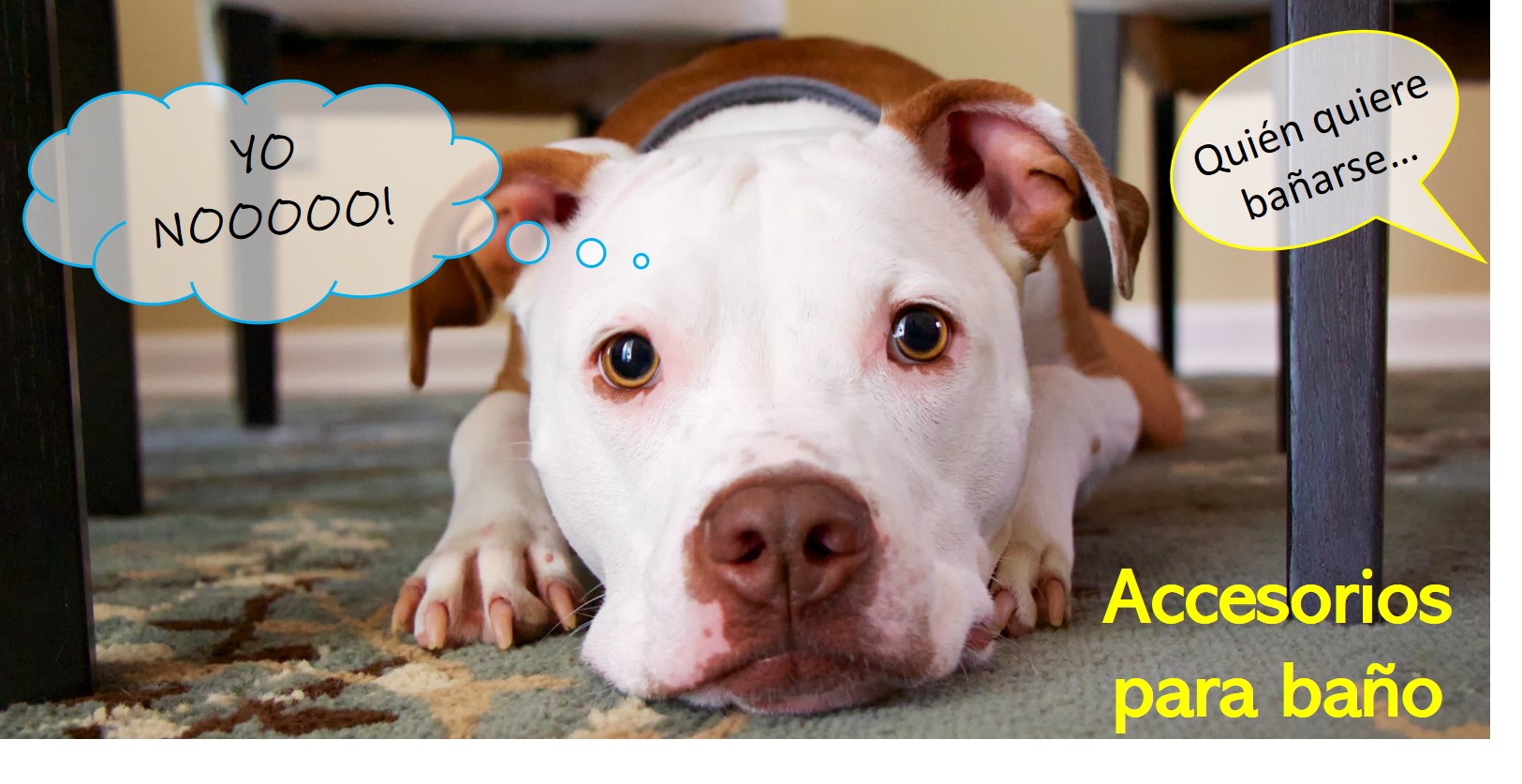 shampoo para perro, shampu para perro, cepillo para perro, bañar al perro, cuidado del perro, toallas para perro, regaderas para perro, accesorios de baño