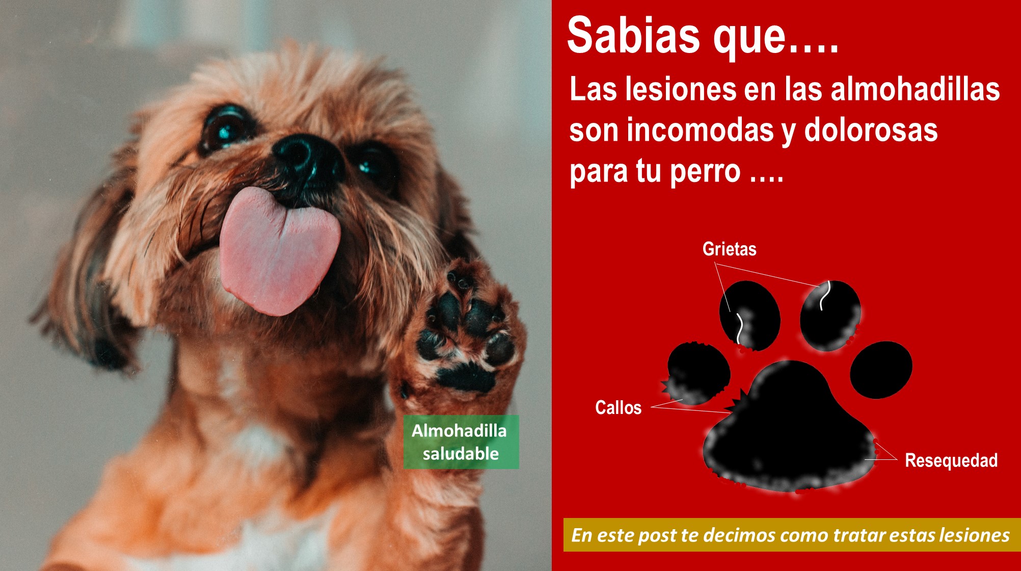 patas de perros, patas, almohadillas de mi perro agrietadas, almohadillas de perros agrietadas, almohadillas de mi perro lastimadas, grietas en las patas de los perros, mi perro tiene las almohadillas agrietadas
