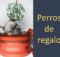Perros de regalo, perros abandonados, perro abandonado, regalo perro, perro de regalo