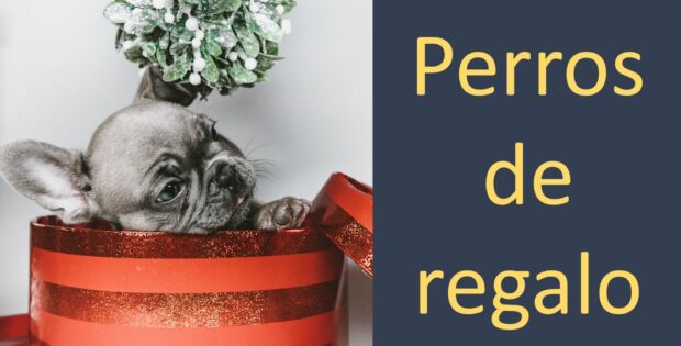 Perros de regalo, perros abandonados, perro abandonado, regalo perro, perro de regalo