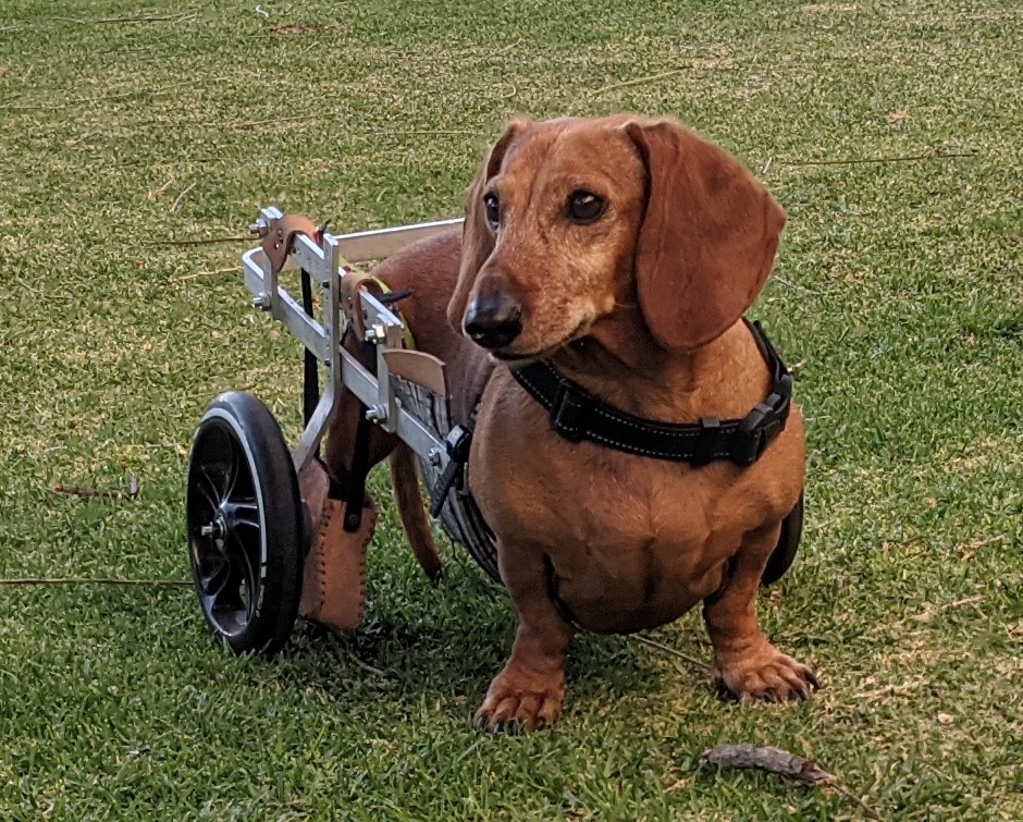 perros discapacitados, perros, abandonados, perros de regalo